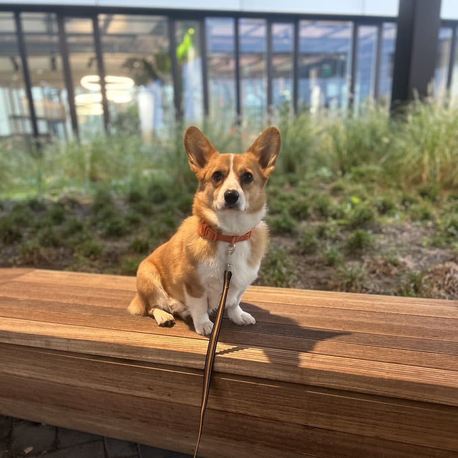 A corgi sitting on a wooden bench, supervising